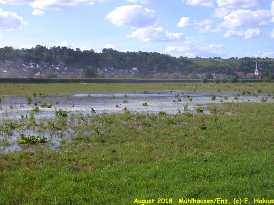 Enzwiesen-Bewässerung