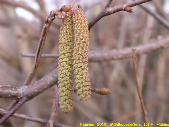 Februar 2019