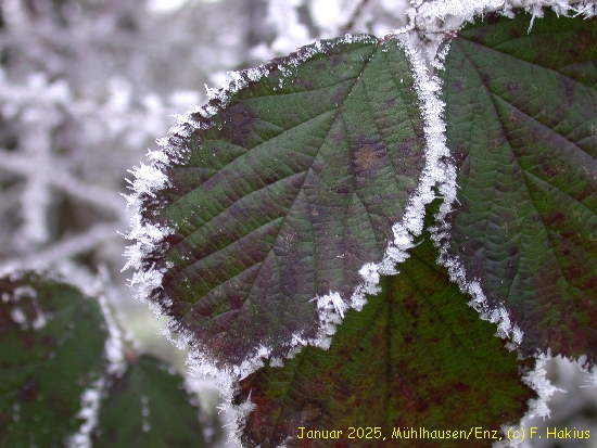 Januar 2025